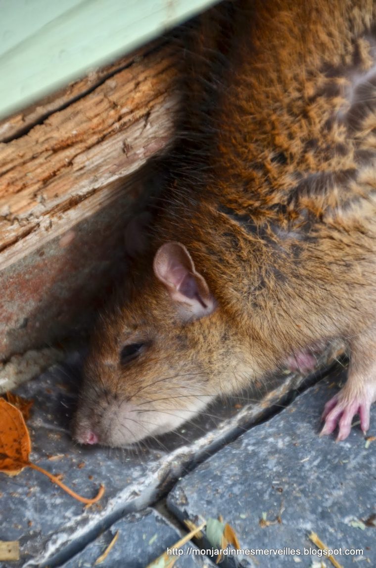 Mon Jardin Mes Merveilles: La Gourmandise Est Un Vilain pour Cri Du Rat