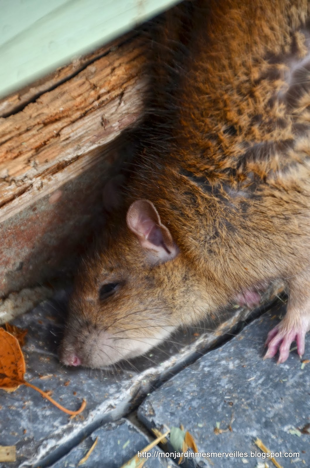 Mon Jardin Mes Merveilles: La Gourmandise Est Un Vilain pour Cri Du Rat 