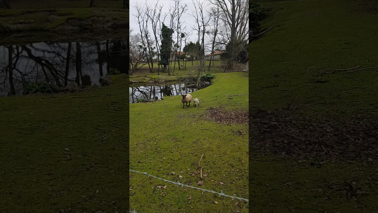 Mouton Qui Bêle - dedans Cri Du Mouton