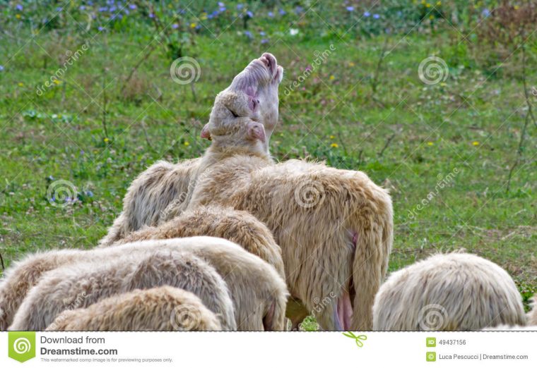 Moutons Pleurant Et Appelle D'Autres Photo Stock – Image à Le Cri Du Mouton