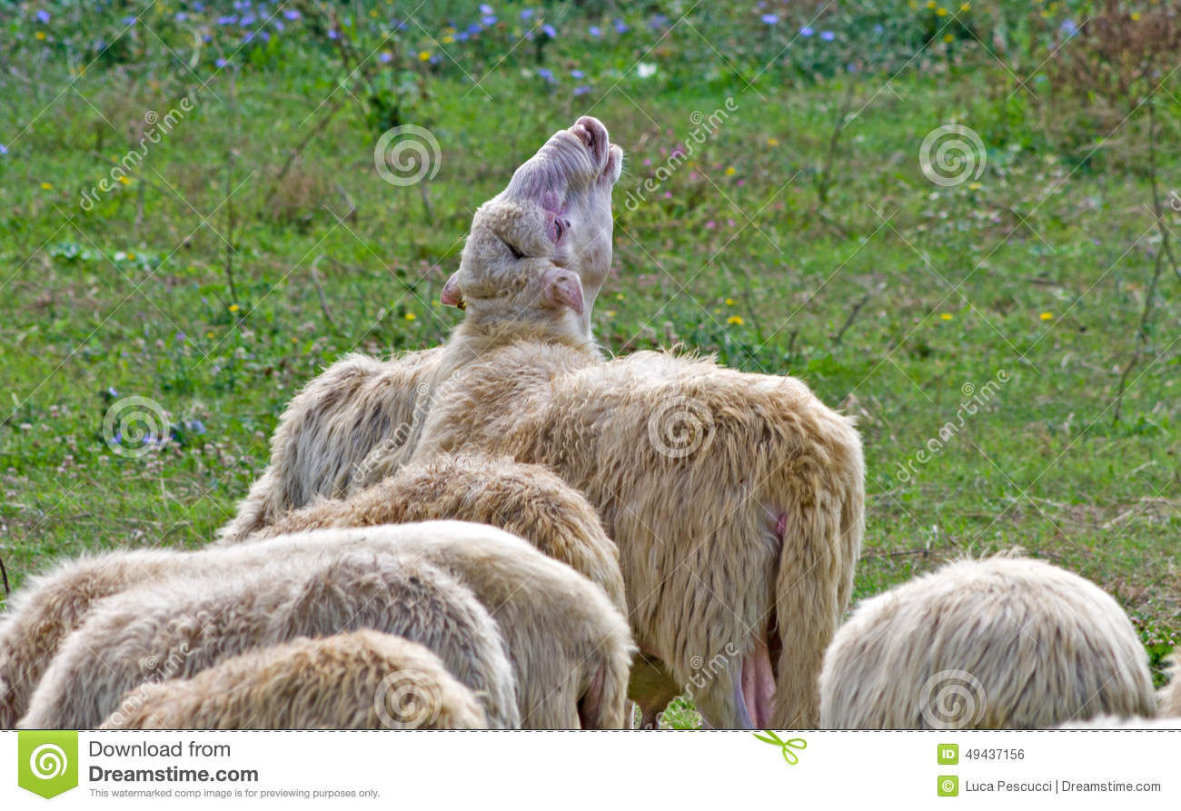 Moutons Pleurant Et Appelle D&amp;#039;Autres Photo Stock - Image à Le Cri Du Mouton 