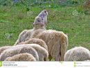 Moutons Pleurant Et Appelle D'Autres Photo Stock - Image pour Mouton Cri