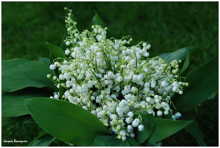 Muguet Au Cœur Du 1Er Mai – Images Du Beau Du Monde serapportantà Fleurs De Muguet A Imprimer