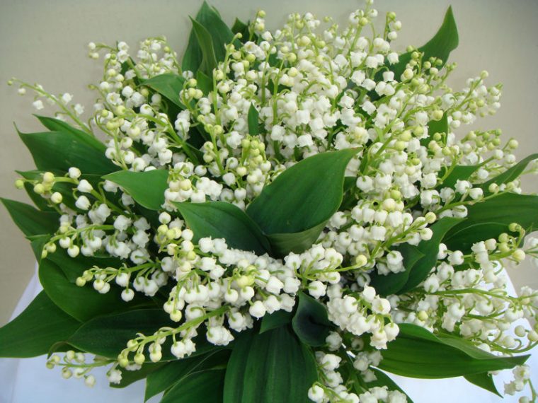 Muguet Bordeaux Livraison Muguet France Fleuriste Marc encequiconcerne Image De Muguet Gratuit