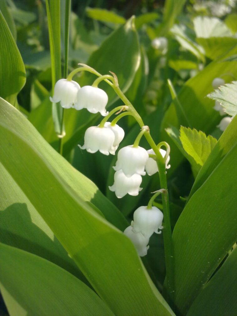 Muguet – Cécile Fleurs concernant Muguet Fleur