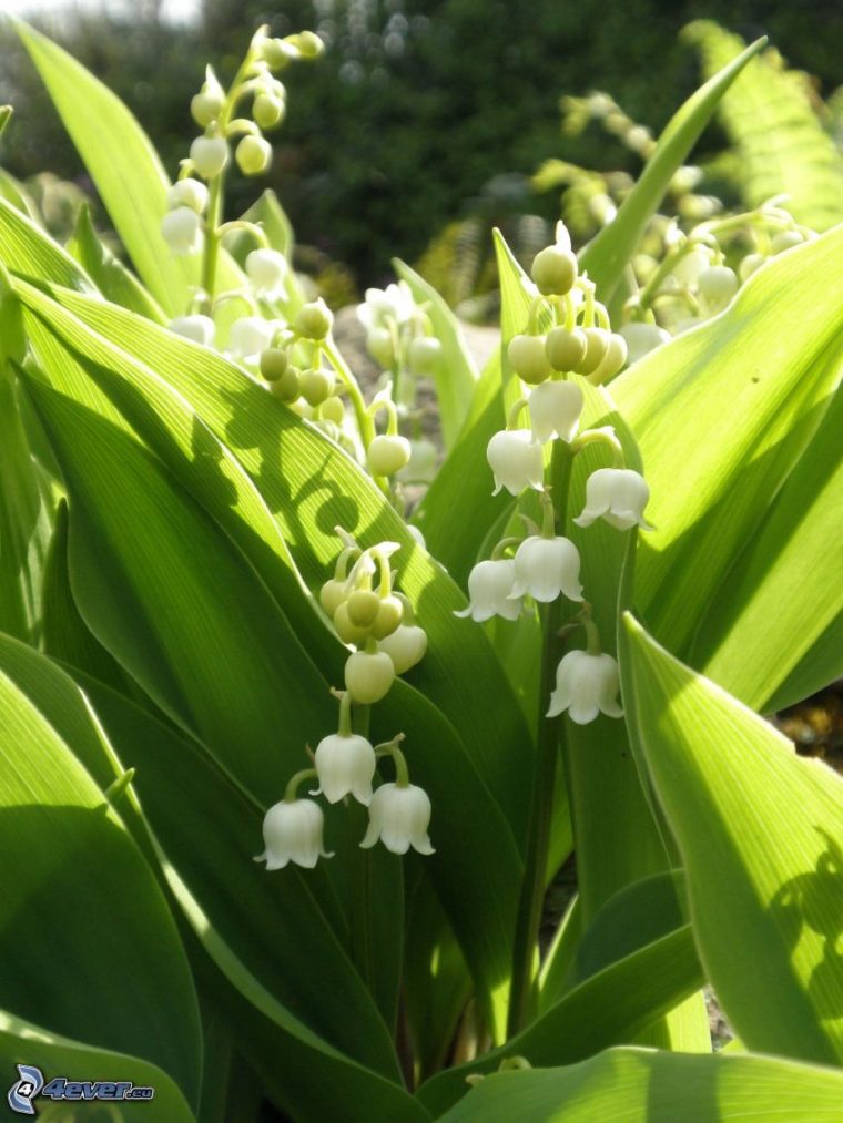 Muguet concernant Muguet Fleur