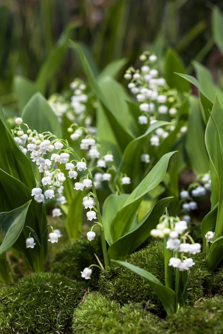 Muguet De Mai : Tout Savoir tout Muguet Plantation