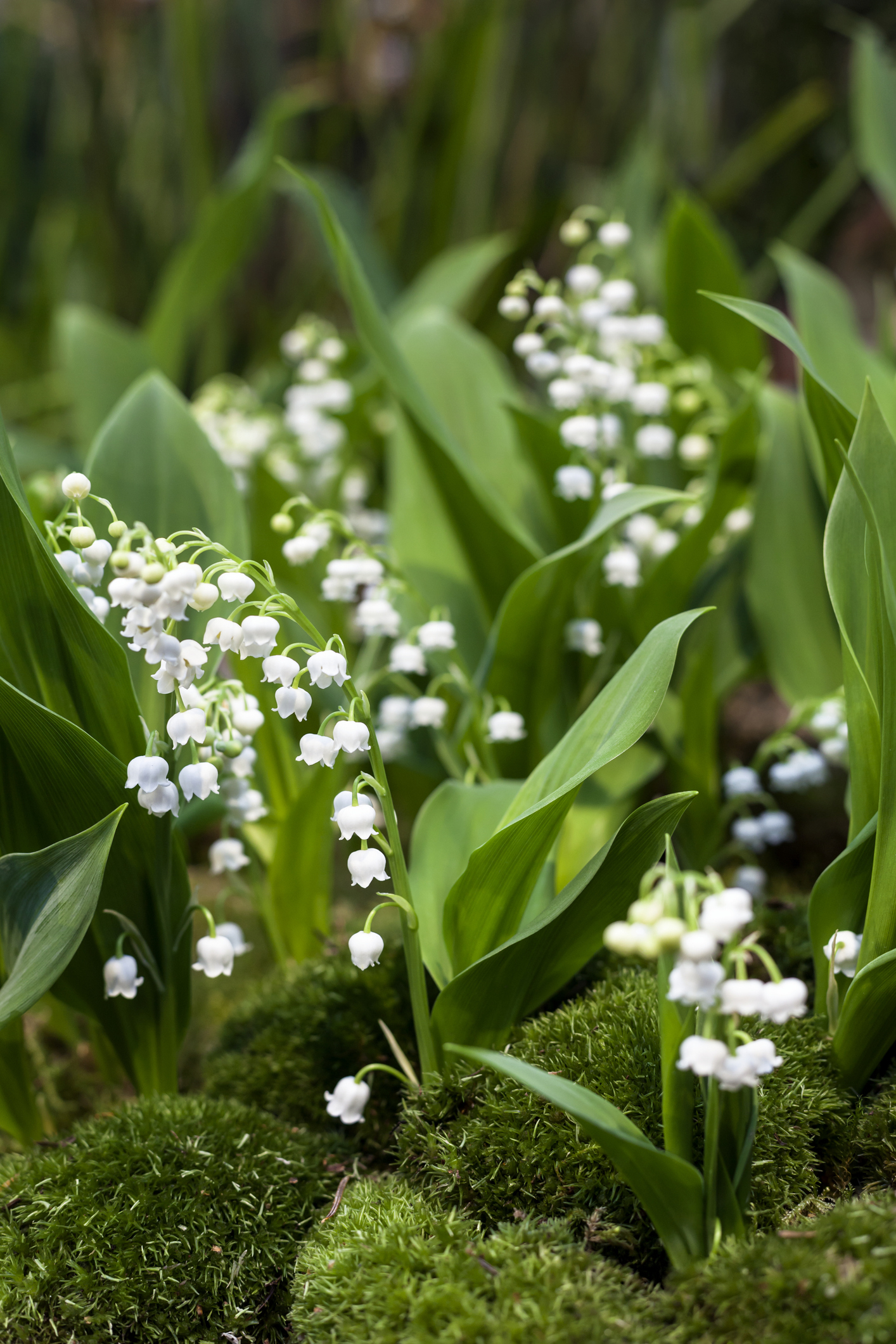 Muguet De Mai : Tout Savoir tout Muguet Plantation 