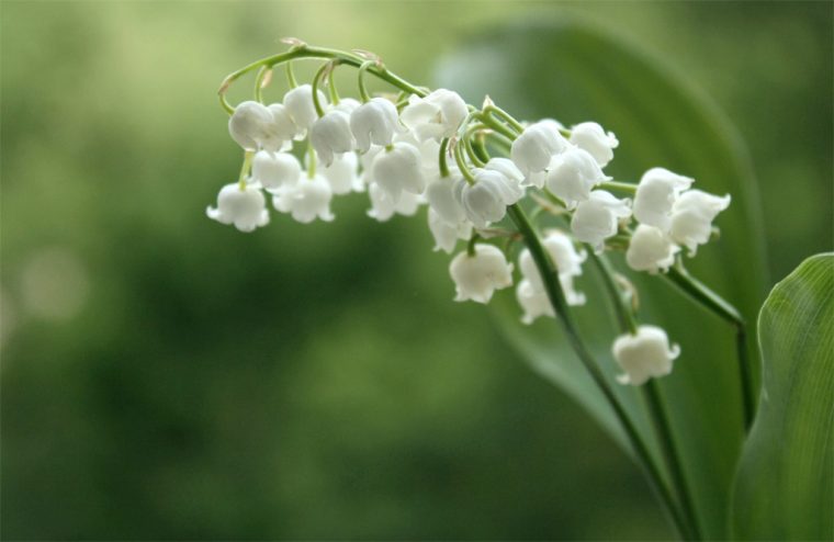 Muguet Du 1Er Mai – Petits Brins De Bonheur – Menesplet.fr destiné Fleurs De Muguet A Imprimer