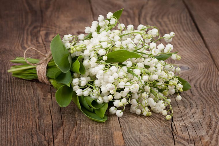 Muguet : Fleur Porte-Bonheur Ou Toxique ? Photos tout Image Gratuite Brin De Muguet