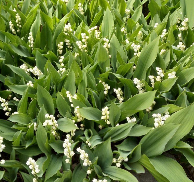 Muguet Jardin – Agencement De Jardin Aux Meilleurs Prix avec Muguet Plantation