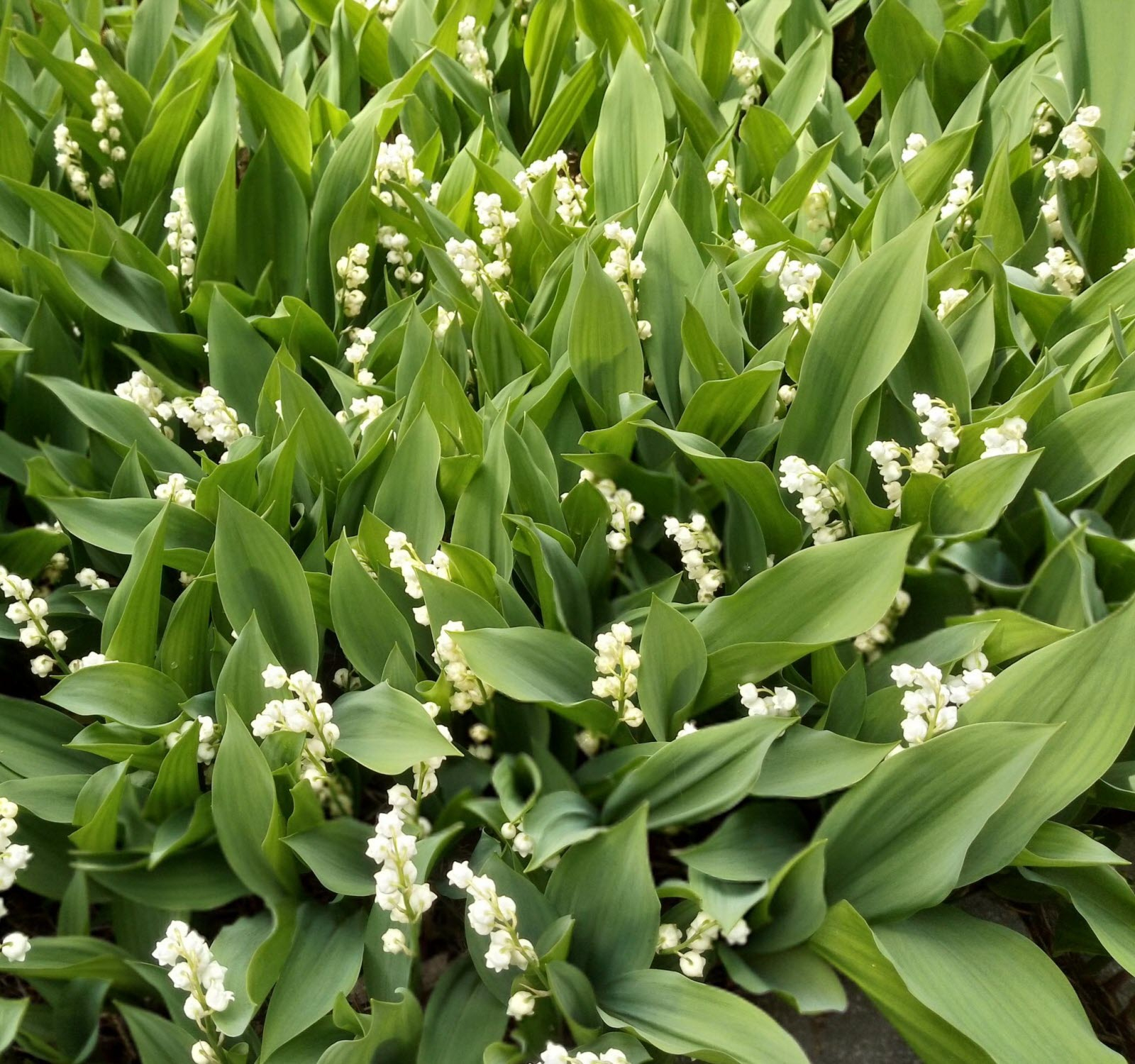 Muguet Jardin - Agencement De Jardin Aux Meilleurs Prix avec Muguet Plantation 