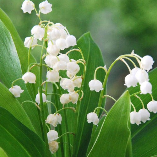 Muguet  Muguet Fleur Plantation Culture Entretien dedans Muguet Plantation 