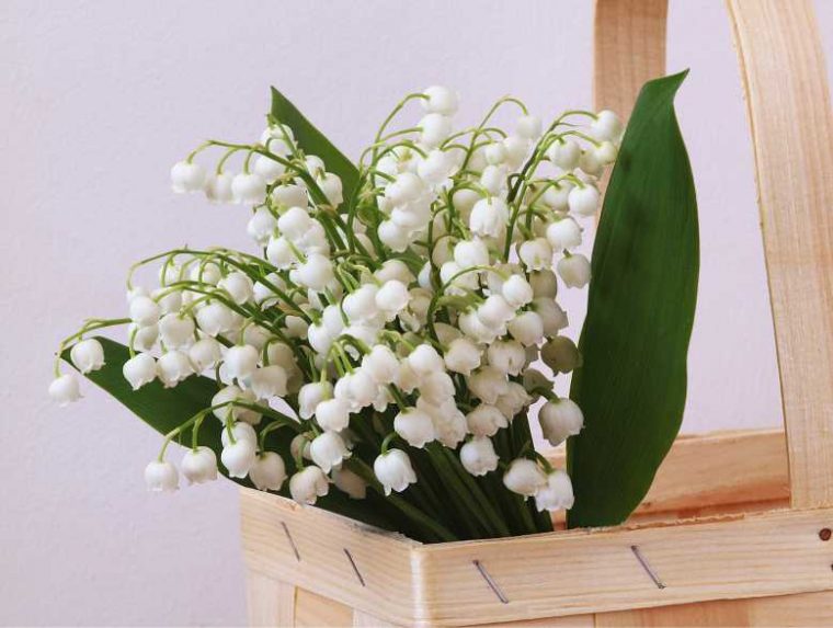 Muguet : Où Acheter Votre Brin De Muguet Cette Année Et tout Image Gratuite Brin De Muguet