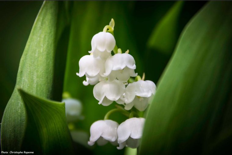 Muguet : Plantation, Entretien – Promesse De Fleurs encequiconcerne Muguet Fleur