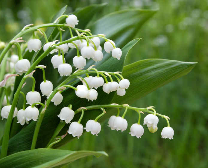 Muguet : Plantation, Floraison Et Conseils D&amp;#039;Entretien intérieur Images Gratuites Muguet 1Er Mai 