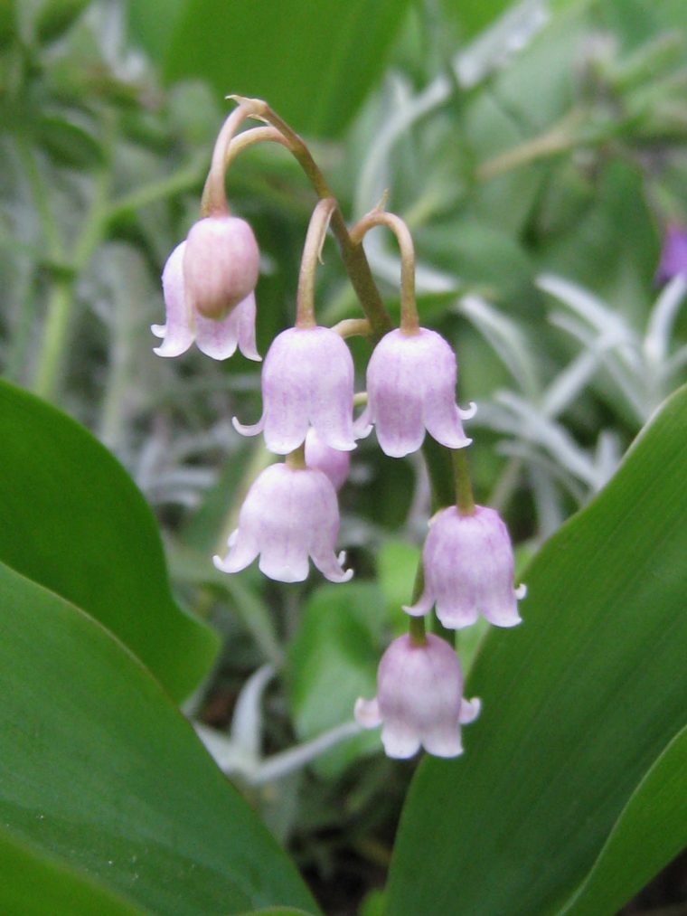 Muguet Rose destiné Fleurs De Muguet A Imprimer