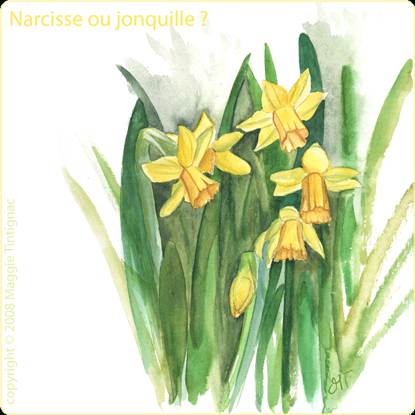 Narcisse Ou Jonquille ? - Art I Pomme destiné Dessiner Une Jonquille 