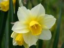 Narcisse+Golden+Echo  Bulbes De Printemps, Jonquille, Fleurs destiné Fleurs Jonquilles