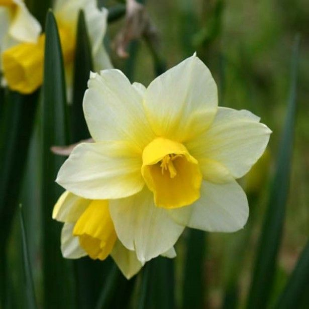 Narcisse+Golden+Echo  Bulbes De Printemps, Jonquille, Fleurs destiné Fleurs Jonquilles 