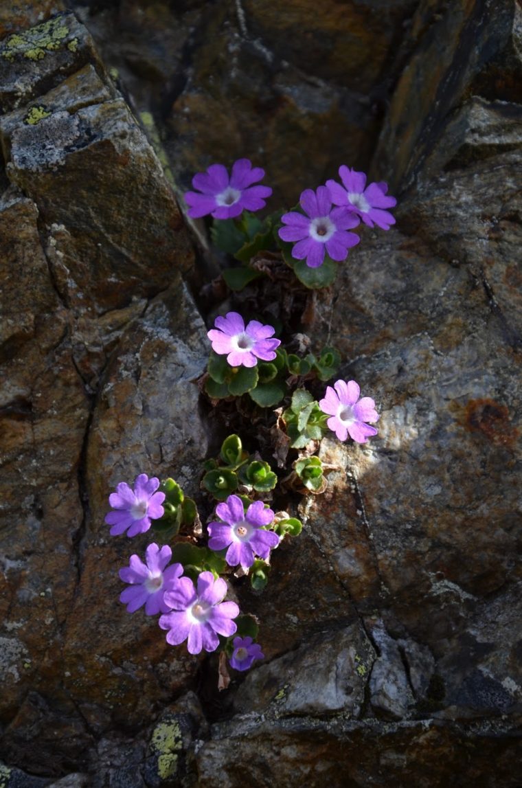 Nature En Photo: Printemps tout La Nature En Printemps