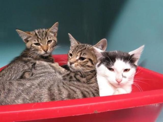 Nenuphar : Chaton Europeen À Adopter Dans La Région concernant Nenuphar Animal 