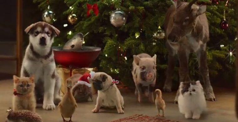 Noël J-13 : Le Spot Craquant De Mcvitie'S Et Ses Bébés à Image De Noel Animaux