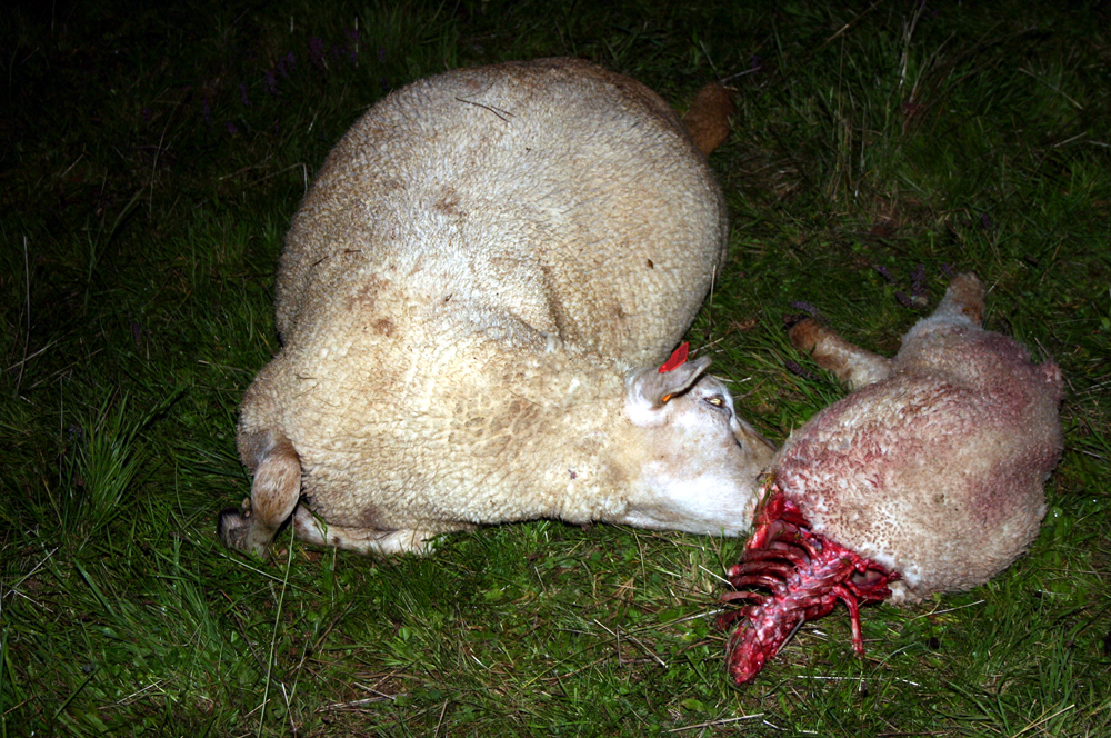 « Non Au Loup » : Une Pétition Demande Une Meilleure encequiconcerne Cri Du Mouton