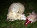 « Non Au Loup » : Une Pétition Demande Une Meilleure encequiconcerne Le Cri Du Mouton