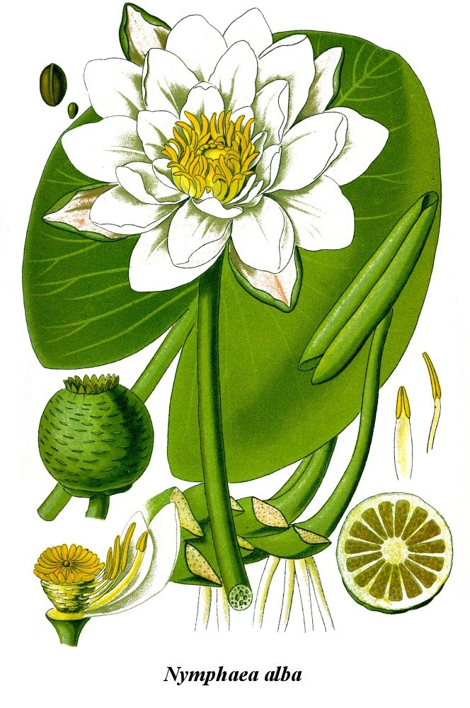 Nymphaea Alba  Nénuphar, Nénuphar Dessin, Gravures destiné Nénuphar Dessin 