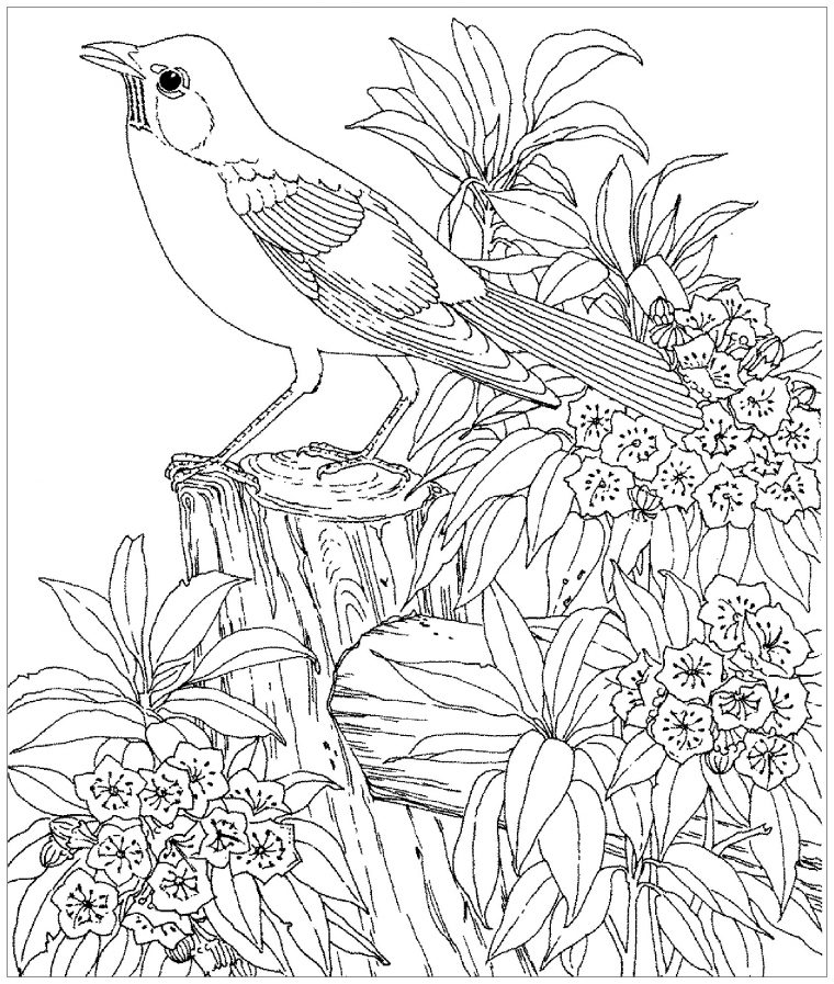 Oiseau Realiste – Coloriage D'Oiseaux – Coloriages Pour tout Dessin Oiseau Oiseau Realiste – Coloriage D'Oiseaux – Coloriages Pour tout Dessin Oiseau