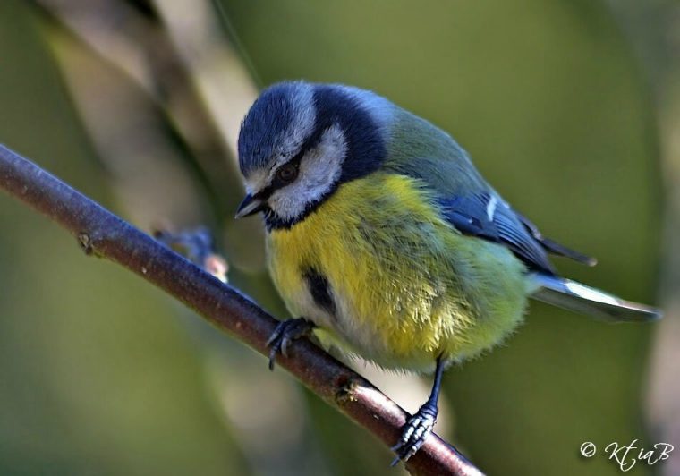 Oiseaux De Nos Jardins . – Voyage Au Delà D'Un Regard avec Images Oiseaux Gratuites