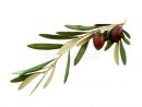 Olive Branch With Green Leaves On A White. Olive Branch avec Dessin Olives