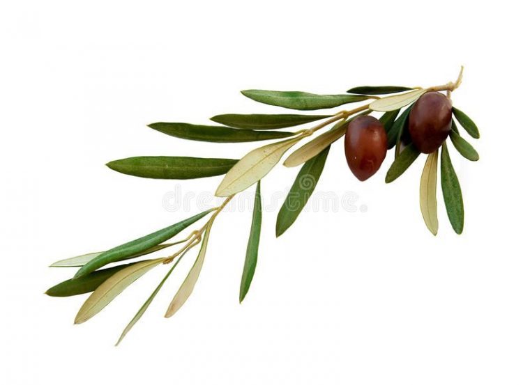 Olive Branch With Green Leaves On A White. Olive Branch avec Dessin Olives