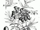 Olive Tree Drawing At Getdrawings  Free Download dedans Dessin Olives