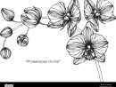 Orchid Flower Drawing Illustration. Black And White With tout Orchidée Dessin