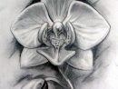 Orchid Sketch  Orchidea, Tatuaggi Fiori Orchidea, Fiori intérieur Orchidée Dessin