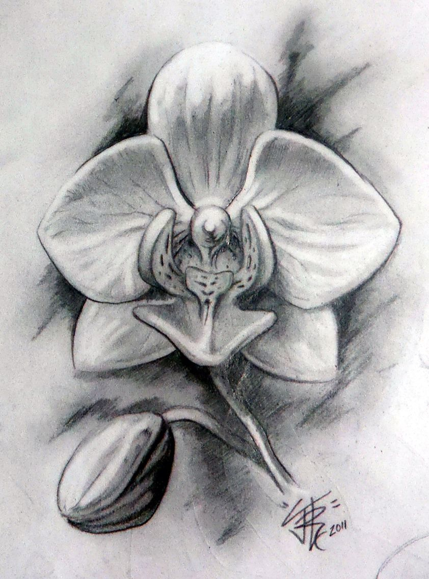 Orchid Sketch  Orchidea, Tatuaggi Fiori Orchidea, Fiori intérieur Orchidée Dessin
