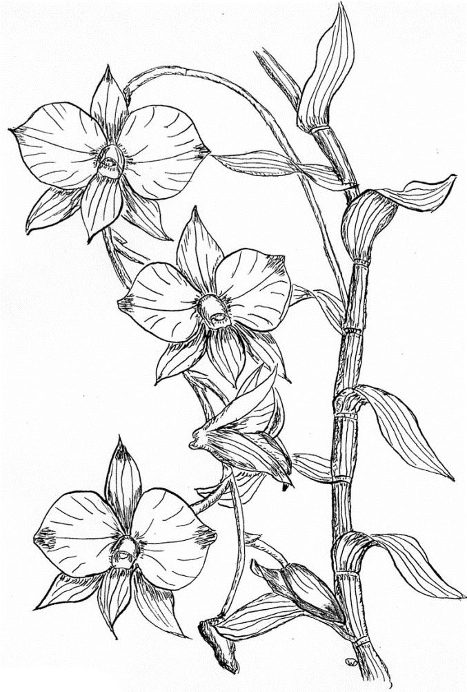 Orchidee-8.Gif (677×1002)  Colorful Flowers, Coloring pour Orchidée Dessin 