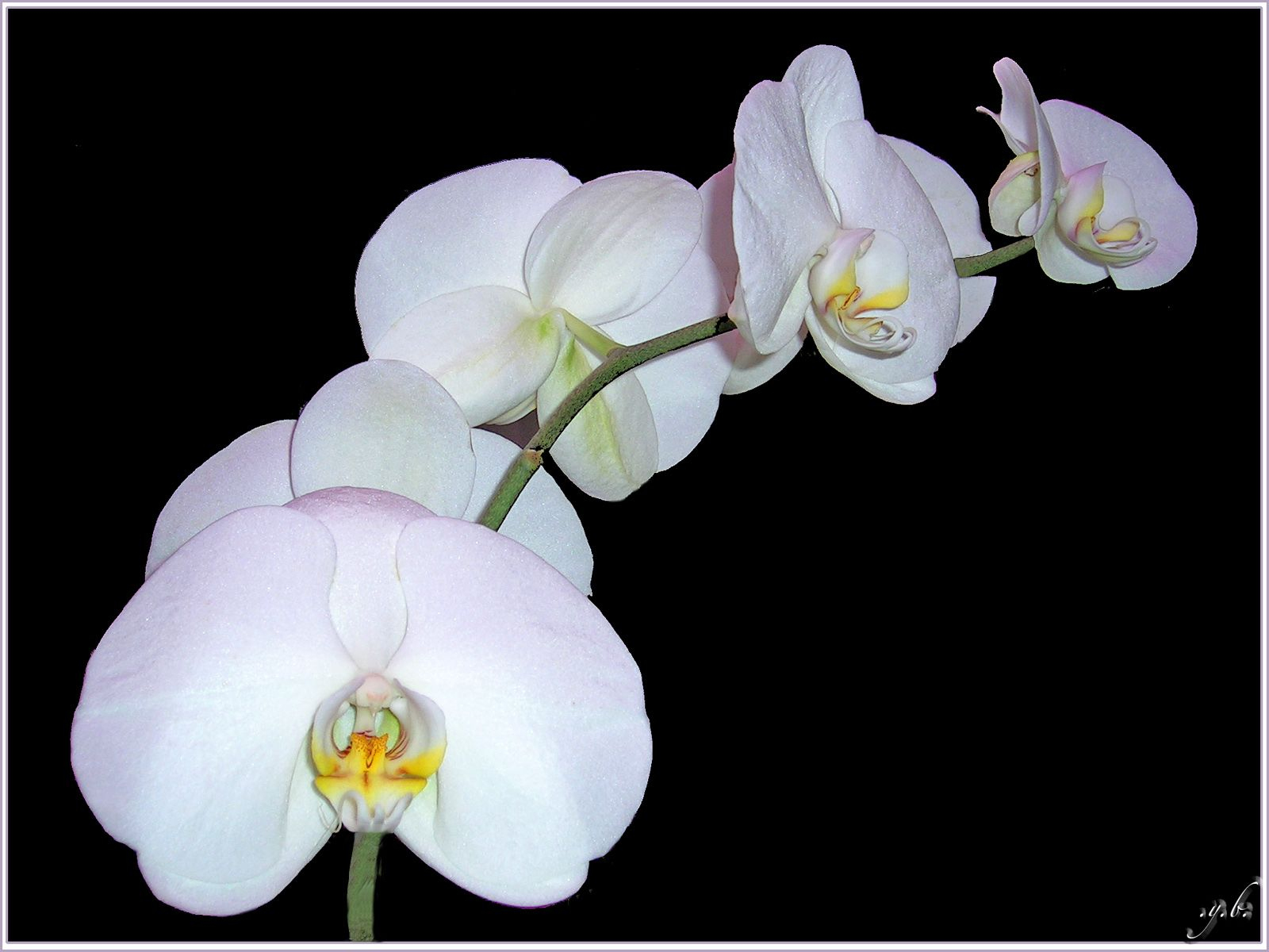 Orchidee-Blanche-Rosees-Dscn0585 (1600×1200 avec Fleurs Orchidée 
