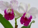 Orchidée Cattleya - Fleurs Duchmann destiné Fleurs Orchidée