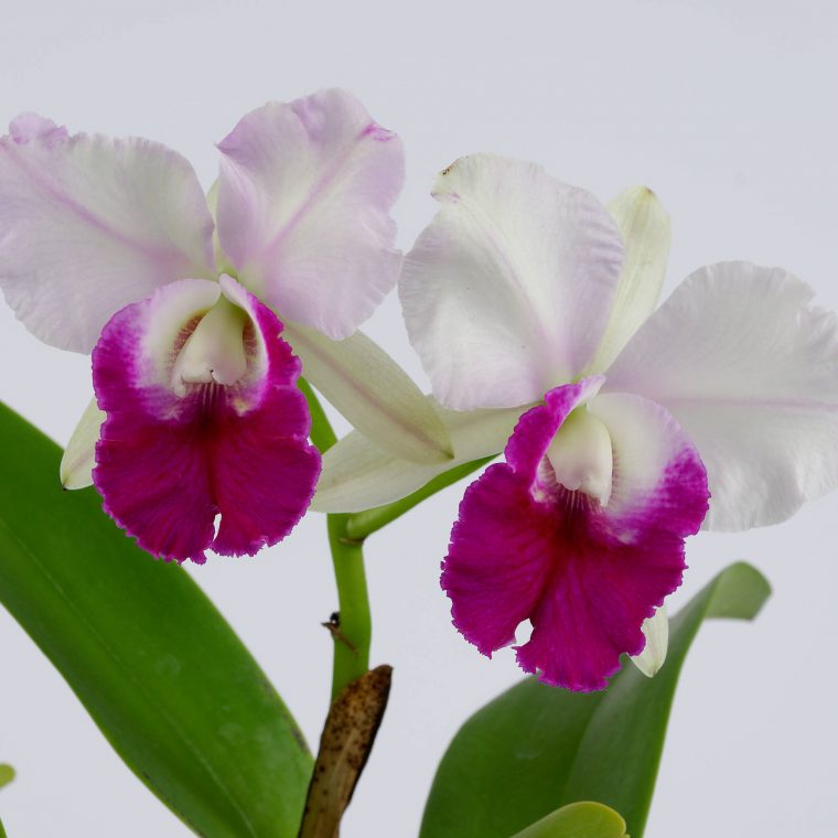 Orchidée Cattleya – Fleurs Duchmann destiné Fleurs Orchidée