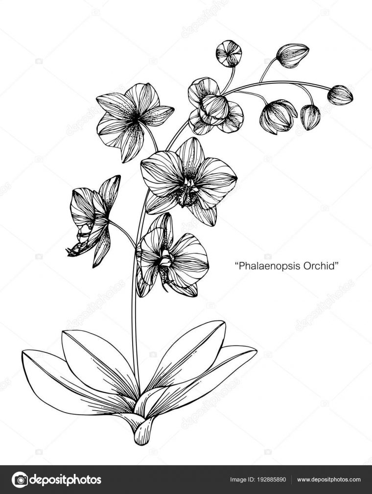 Orchideenblume Zeichnung Illustration Schwarz Weiß Mit dedans Dessin D Orchidée