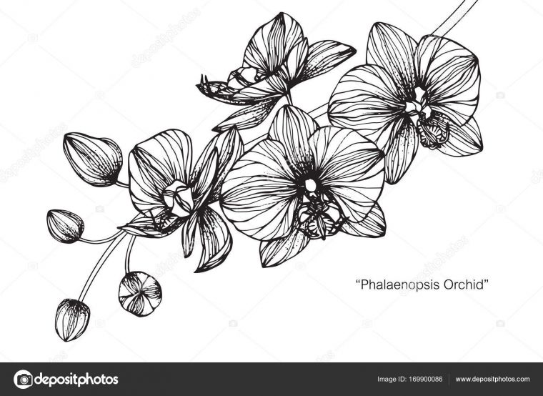 Orchidées Fleur Dessin Croquis Avec Dessin Noir Blanc avec Dessin Fleur Noir Et Blanc