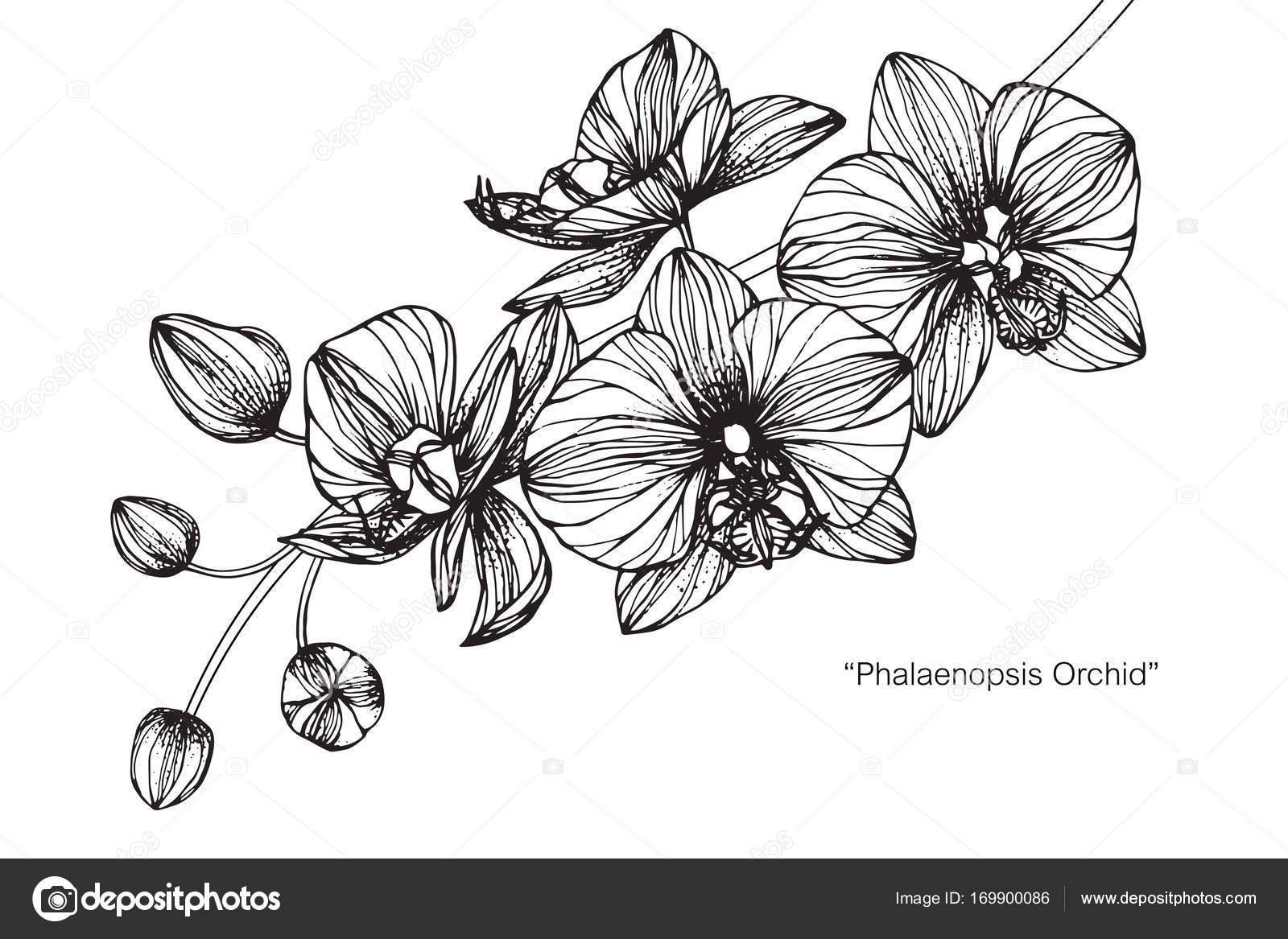 Orchidées Fleur Dessin Croquis Avec Dessin Noir Blanc avec Dessin Fleur Noir Et Blanc 