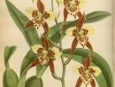 Orchidees - Orchidees - 2015 Odontoglossum Maculatum pour Orchidée Dessin