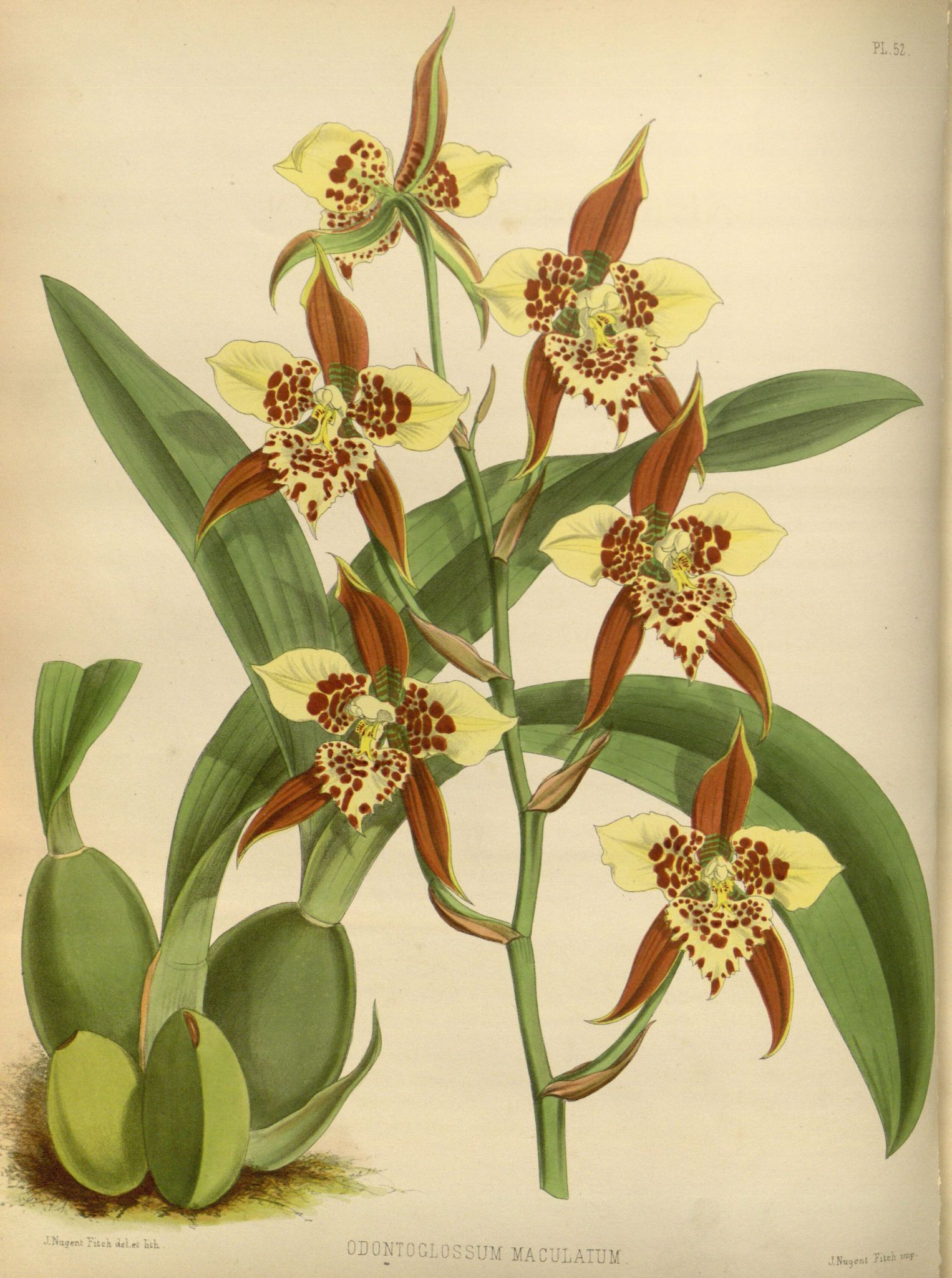 Orchidees - Orchidees - 2015 Odontoglossum Maculatum pour Orchidée Dessin 