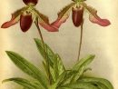 Orchidees - Orchidees - 9153 Cypripedium Porphyrochlamys encequiconcerne Orchidée Dessin