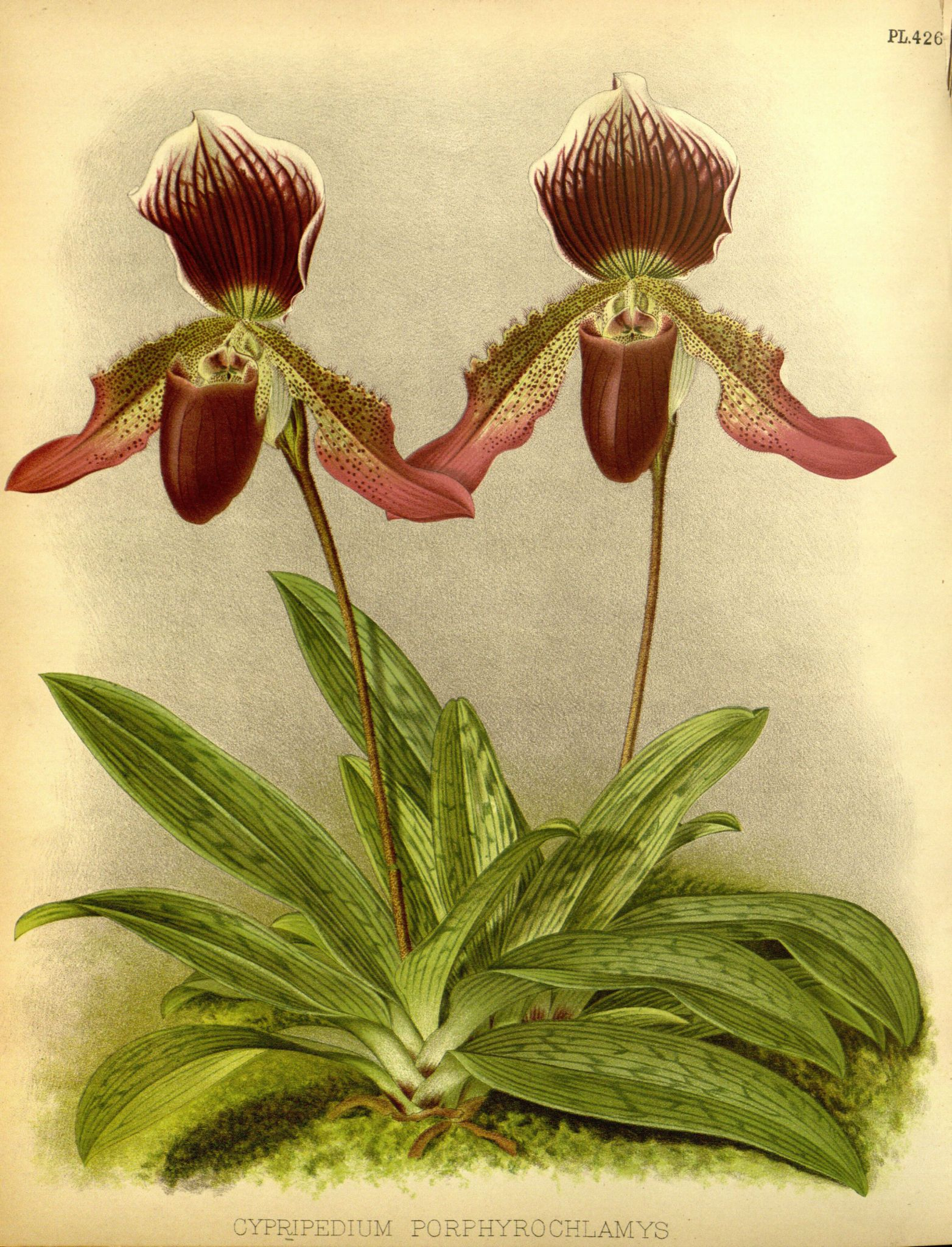 Orchidees - Orchidees - 9153 Cypripedium Porphyrochlamys encequiconcerne Orchidée Dessin 