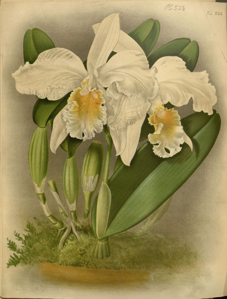 Orchidees - Orchidees - B192 Cattleya Mossiae Mondil dedans Dessin D Orchidée 